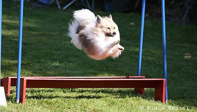 Mittelspitz Felix der II beim Agility