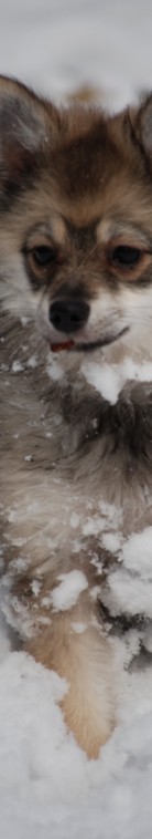 Seitenbild Mittelspitzwelpe Nessaja von der Roßsteige im Schnee