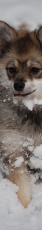 Seitenbild Mittelspitzwelpe Nessaja von der Rosteige im Schnee